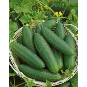 Seminte castraveti semilungi Marketmore - 10 grame