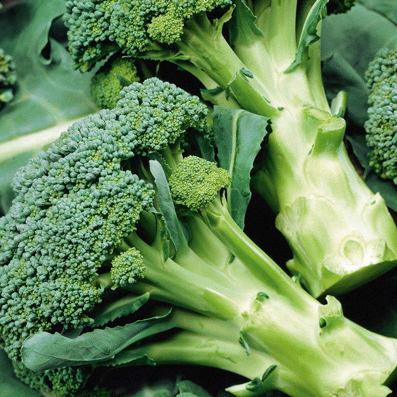 Seminte brocoli Calabrese natalino - 2 grame