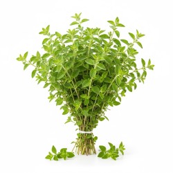 Oregano