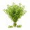 Oregano