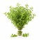 Oregano