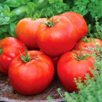Seminte tomate Parris F1 - 1000 seminte