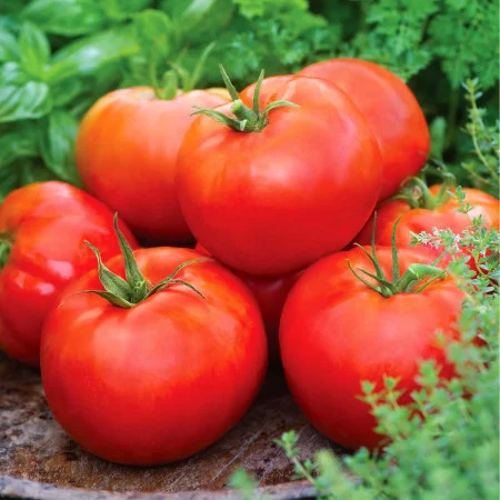 Seminte tomate Parris F1 - 1000 seminte