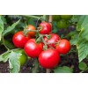 Seminte tomate Parris F1 - 1000 seminte