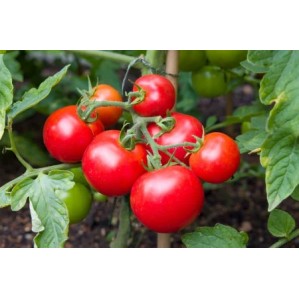 Seminte tomate Parris F1 - 1000 seminte