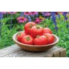 Seminte tomate Parris F1 - 1000 seminte