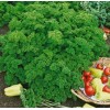 Seminte patrunjel frunza cret Moss Curled - 50 grame