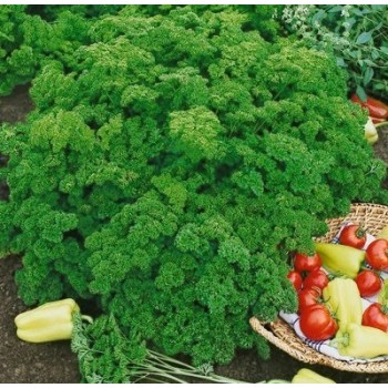 Seminte patrunjel frunza cret Moss Curled - 5 grame