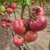 Seminte tomate Pink Lord F1 - 100 seminte