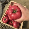 Seminte tomate Pink Heart F1 - 100 seminte