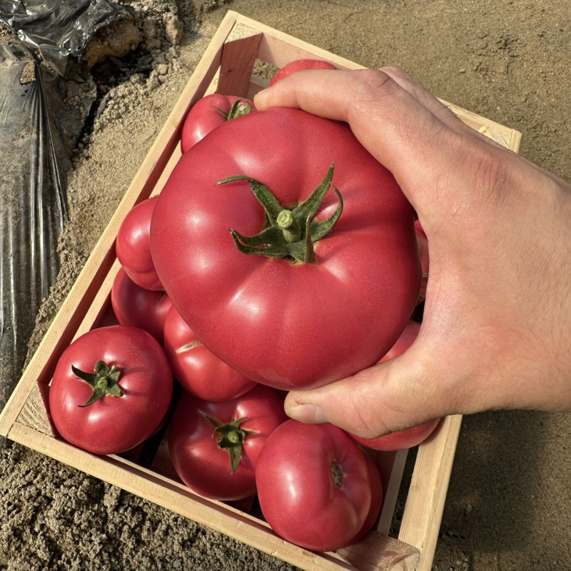 Seminte tomate Pink Heart F1 - 100 seminte