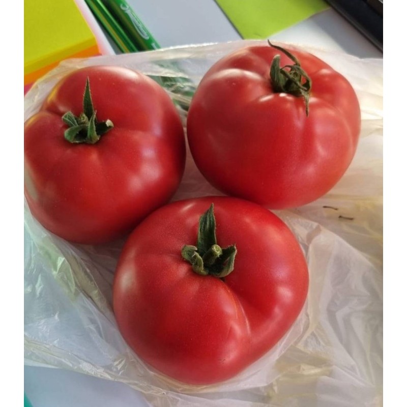 Seminte tomate Pink Lord F1 - 100 seminte