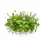 Plante aromatice