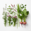 Plante furajere