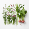 Plante furajere