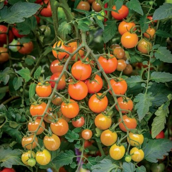 Seminte tomate Cherry Portocalii - 0.2 grame