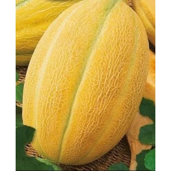 Seminte pepene galben Hibrid 1 - 5 grame