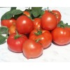 Seminte tomate Prekos F1 - 1000 seminte