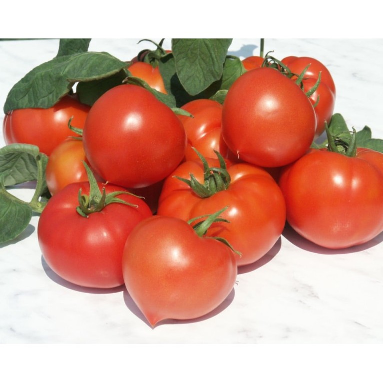 Seminte tomate Prekos F1 - 1000 seminte