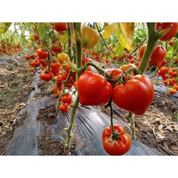 Seminte tomate Prekos F1 - 1000 seminte