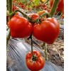 Seminte tomate Prekos F1 - 1000 seminte