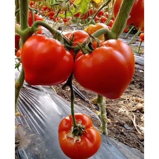 Seminte tomate Prekos F1 - 1000 seminte