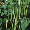 Seminte fasole pitica Prelude - 100 grame