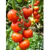 Seminte tomate Primadona F1 - 500 seminte