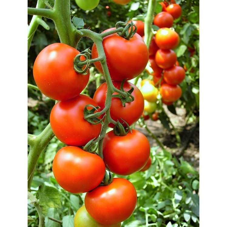 Seminte tomate Primadona F1 - 500 seminte