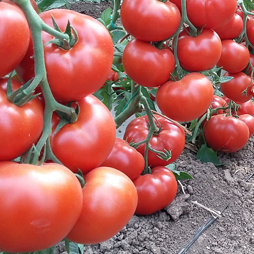 Seminte tomate Primadona F1 - 500 seminte