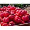Seminte ardei Pritannia F1 - 500 seminte