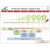Biostimulator de inradacinare Raiza Mix - 1 Litru
