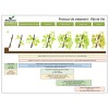 Biostimulator de inradacinare Raiza Mix - 1 Litru