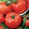 Seminte tomate Reyana F1 - 250 seminte