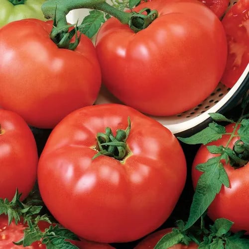 Seminte tomate Reyana F1 - 250 seminte