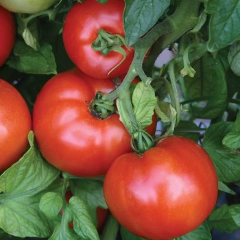Seminte tomate Reyana F1 - 250 seminte