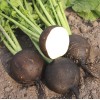 Seminte ridichi negre de iarna Black Round - 10 grame