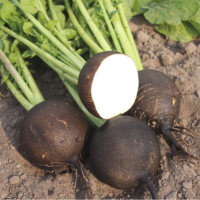 Seminte ridichi negre de iarna Black Round - 10 grame