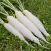 Seminte ridichi de vara Long White Icicle - 10 grame