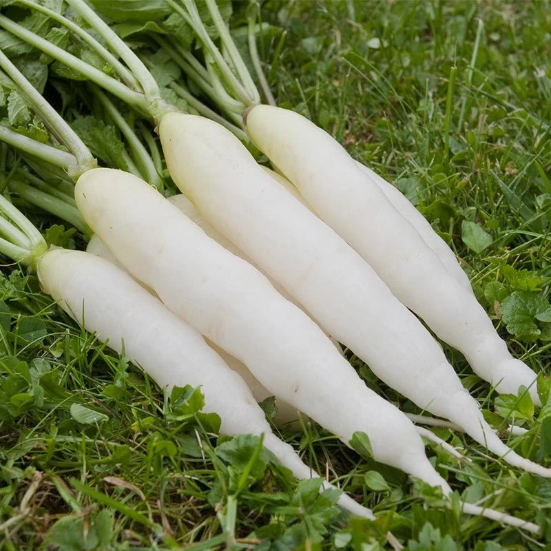 Seminte ridichi de vara Long White Icicle - 10 grame