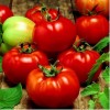 Seminte tomate Rila F1 - 50 seminte