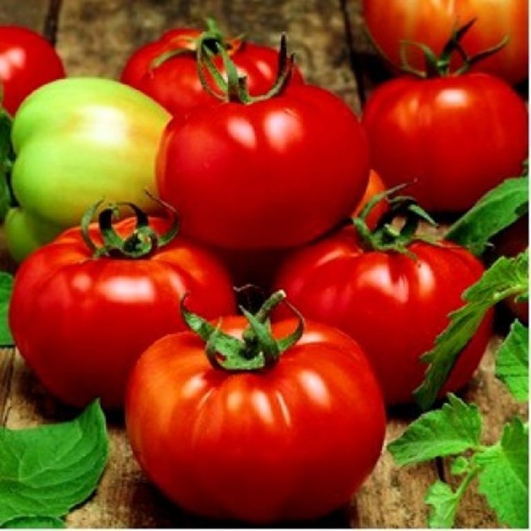 Seminte tomate Rila F1 - 50 seminte