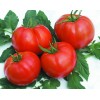 Seminte tomate Rila F1 - 50 seminte