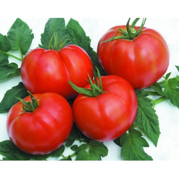 Seminte tomate Rila F1 - 1000 sem