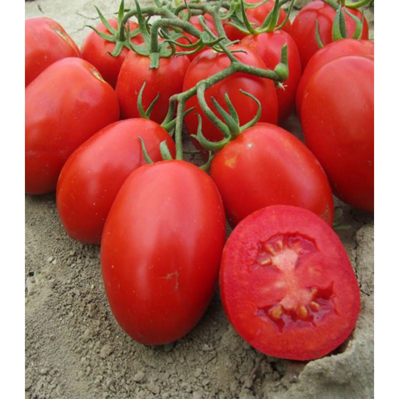 Seminte tomate Rio Grande - 10 grame