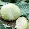 Seminte varză albă de vară-toamnă Roem van Enkhuizen - 1 gram