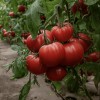 Seminte tomate Rosamei F1 - 250 seminte