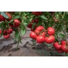 Seminte tomate Rosamei F1 - 250 seminte