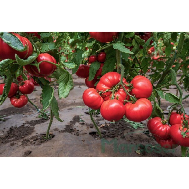 Seminte tomate Rosamei F1 - 250 seminte