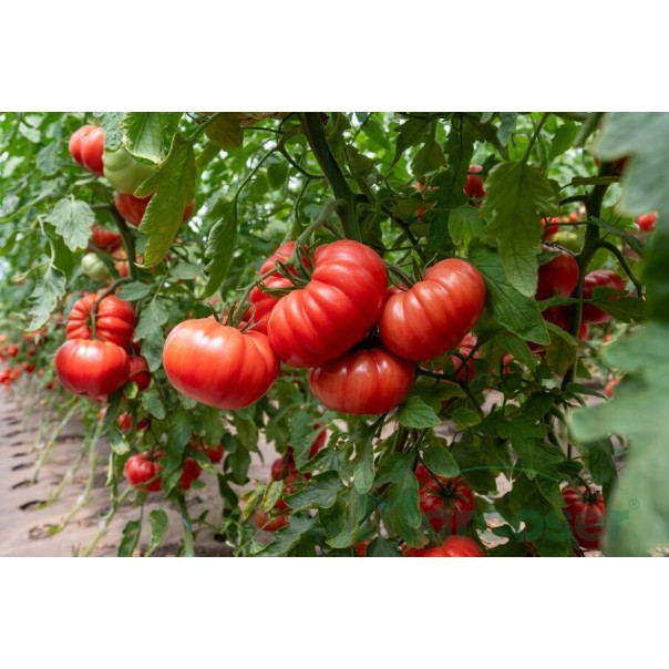 Seminte tomate Rosamei F1 - 250 seminte